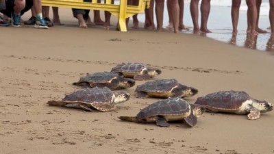 Haga click para ver la vista previa del vídeo.