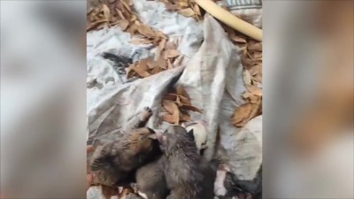 Haga click para ver la vista previa del vídeo.