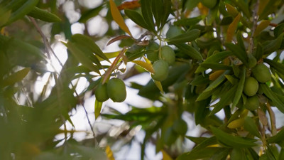 Haga click para ver la vista previa del vídeo.