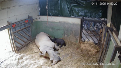 Haga click para ver la vista previa del vídeo.