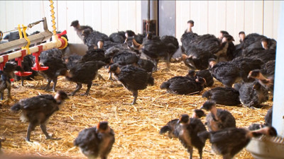 Haga click para ver la vista previa del vídeo.