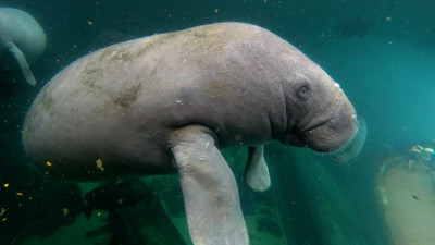 Haga click para ver la vista previa del vídeo.