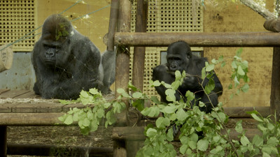 Haga click para ver la vista previa del vídeo.