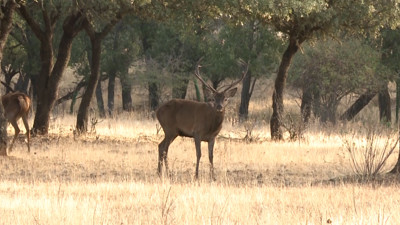 Haga click para ver la vista previa del vídeo.