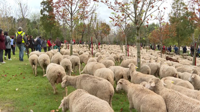 Haga click para ver la vista previa del vídeo.