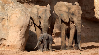 Haga click para ver la vista previa del vídeo.