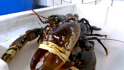 Haga click para ver la vista previa del vídeo.