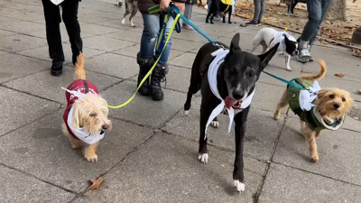 Haga click para ver la vista previa del vídeo.