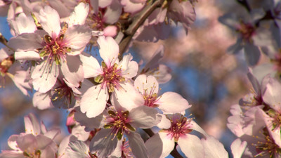Haga click para ver la vista previa del vídeo.