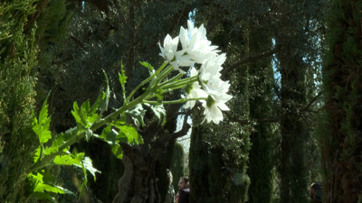 Haga click para ver la vista previa del vídeo.