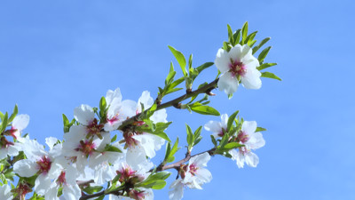 Haga click para ver la vista previa del vídeo.