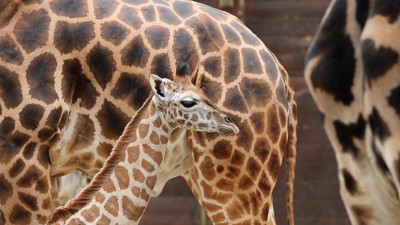 Haga click para ver la vista previa del vídeo.